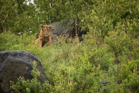 狮子幼小的兽目不转睛的采用岩石和灌木