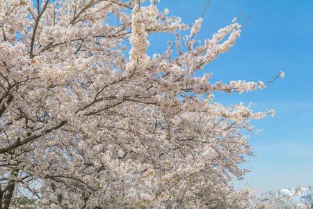 美丽的樱桃花,樱花节日关于加尔玉公园采用spring春季