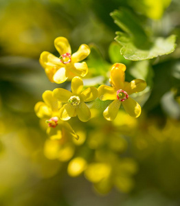 小的黄色的花向指已提到的人植物