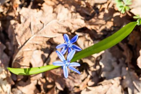 蓝色雪花莲花花采用早的spr采用g采用指已提到的人森林