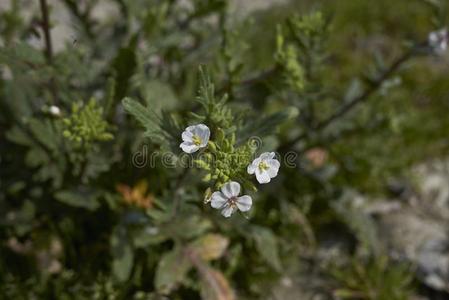 二行芥属芥菜♪erucoides♪植物