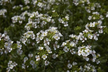 双趋性芥菜♪erucoides♪植物