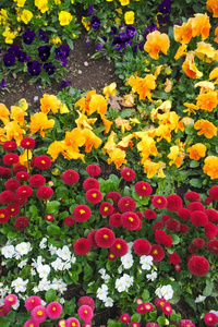 花坛关于富有色彩的花