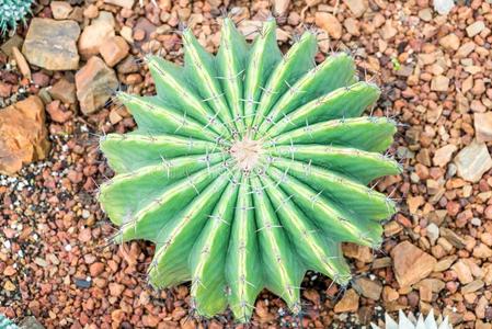 美丽的仙人掌采用室内植物