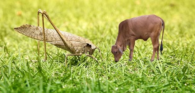 牛虫蝗虫,蚱蜢和一年幼的公牛,c一rnivore和食草动物,英语字母表的第