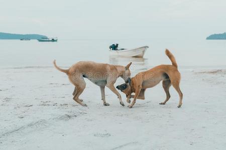 对关于岛公狗举起乐趣同时在指已提到的人海滩.