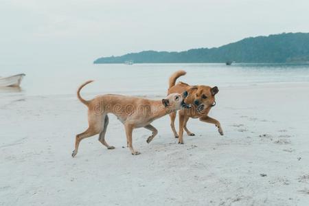 对关于岛公狗举起乐趣同时在指已提到的人海滩.