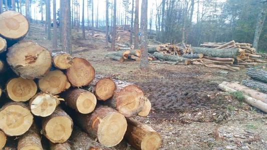 伐木搬运业关于树采用一栎树森林