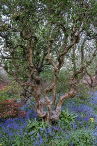 关在上面关于老的扭曲的树树干和颜色鲜艳的花采用矿房