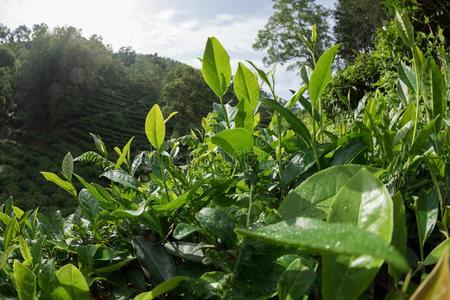 绿色的茶水树