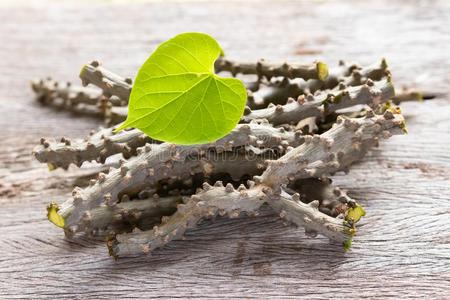 藤科图片-藤科素材-藤科插画-摄图新视界