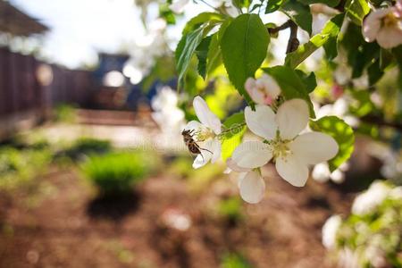 蜂蜜蜜蜂采用花园收集花蜜从花关于bloom采用g树