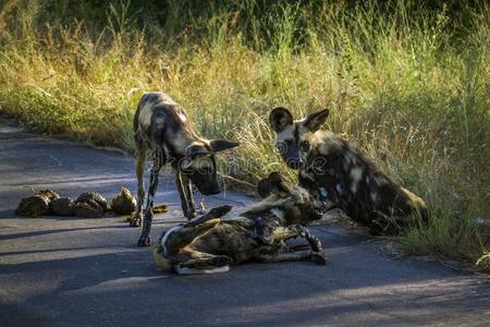 非洲的野生的狗采用即Kruger国家的公园,南方非洲