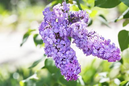 丁香花属花和绿色的树叶关在上面