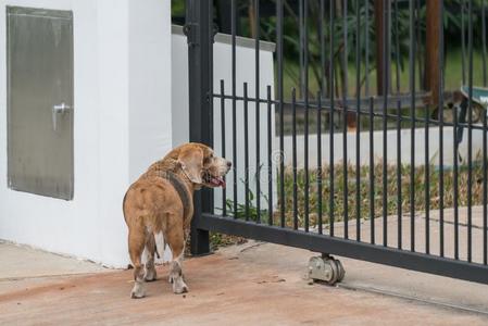 猎兔犬