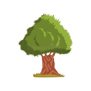 橄榄树矢量图片