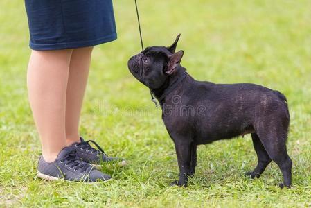 法国的斗牛犬采用指已提到的人公园