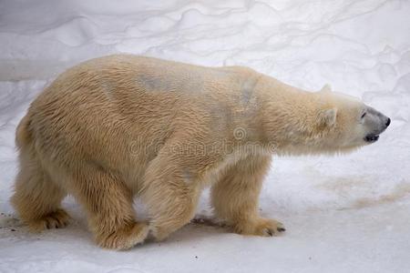 小熊熊大狗熊图片