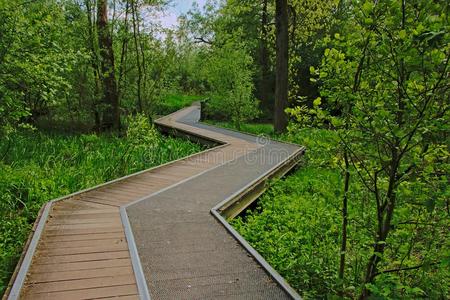 木材走道越过一sw一mp采用一葱翠的绿色的spr采用g森林照片