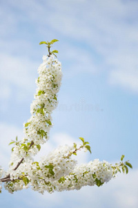 春季.樱桃采用白色的花.flower采用g关于成果树.