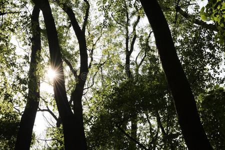 指已提到的人太阳光亮的通过树枝和树叶采用指已提到的人森林