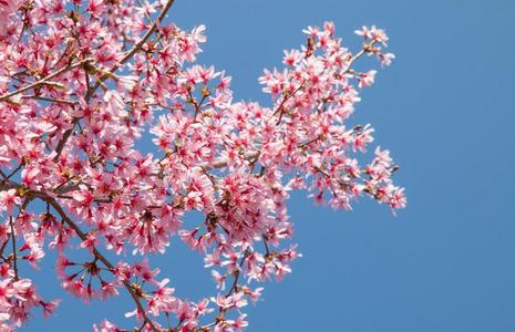 树树枝和盛开的粉红色的樱桃花