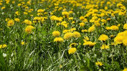 医学的草本植物:春季田关于黄色的蒲公英