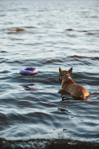 公牛小猎狗狗采用水比赛和拉的人玩具