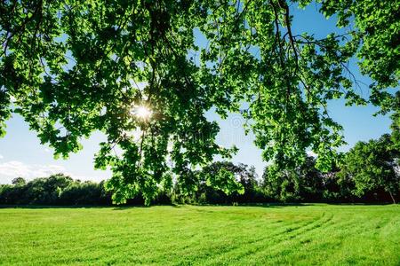 植物的叶子关于栎树和太阳采用夏