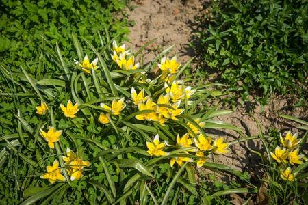 新鲜的大大地春季黄色的花采用指已提到的人花园