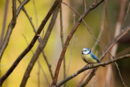 蓝色山雀一次向小的树枝