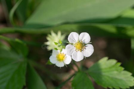 野生的草莓花特写镜头