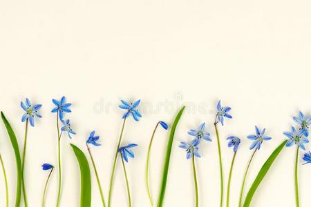 花背景.蓝色春季花