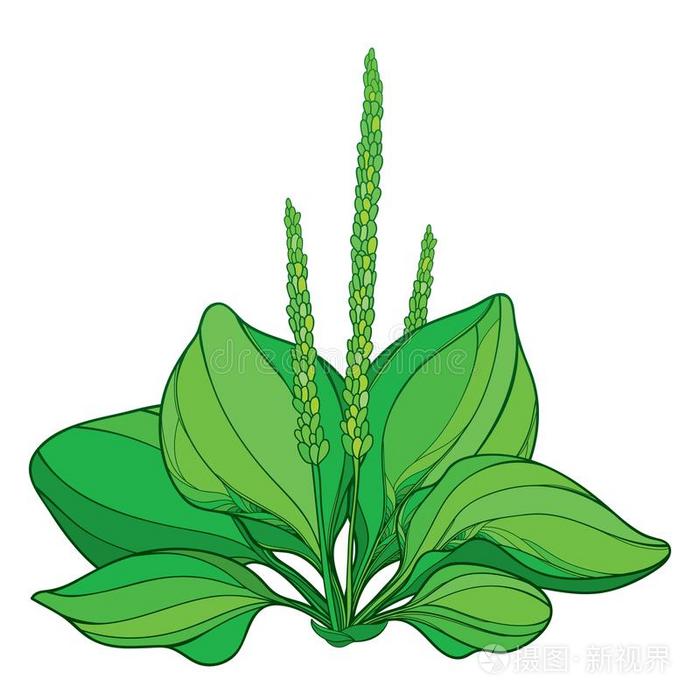 矢量梗概车前草属主要的或车前草玫瑰花结关于或nate人名插画 正版商用图片2v77ow 摄图新视界