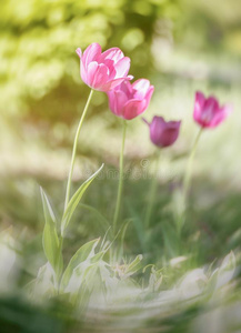 粉红色的郁金香花关在上面