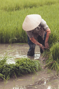 越南人农场主种植稻