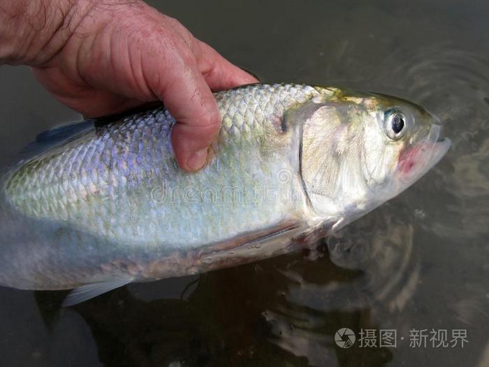 大的肥的美国人西鲱从指已提到的人波拖马可河