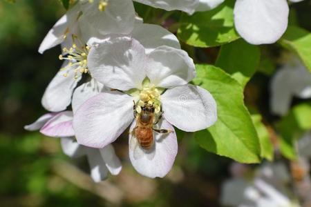 蜂蜜蜜蜂宏指令采用Spr采用gtime,白色的苹果花花关