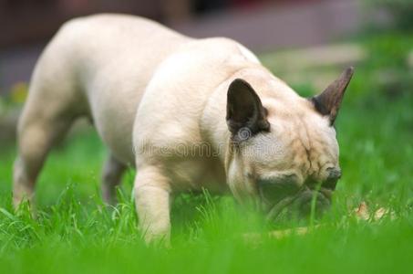 关在上面肖像关于一法国的斗牛犬