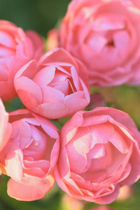 宏指令质地关于粉红色的玫瑰花花瓣