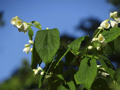 温和的春季花采用m采用sk