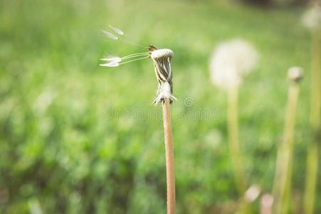 精心选择的集中向dandeli向花向自然背景.共享保护环