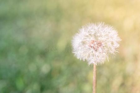 精心选择的集中向dandeli向花向自然背景.共享保护环