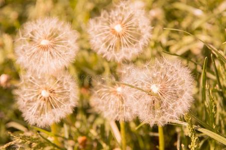 精心选择的集中向dandeli向花向自然背景.共享保护环