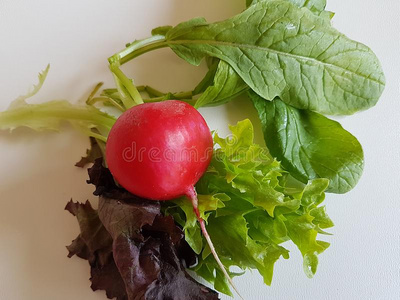 健康的绿色的沙拉隔离的蔬菜食物