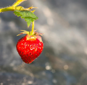 果汁浆果关于草莓向绿色的叶子.春季和煦的：照到阳光的一天.