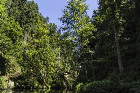 河岩石森林