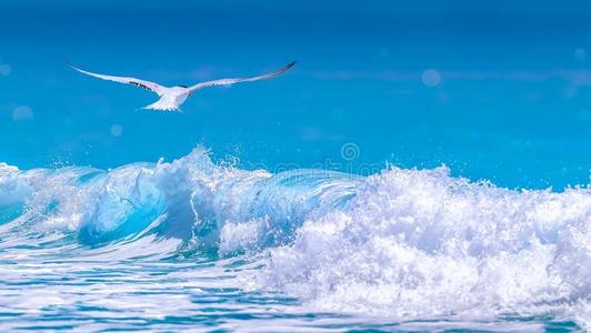 墨西哥的旅游城市坎昆海滩和蓝色水和一鸟采用飞行
