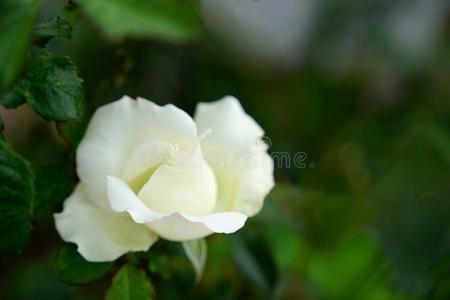盛开的白色的玫瑰采用绿色的花园