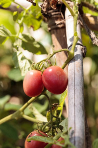 武士刀番茄番茄属圣女果种植